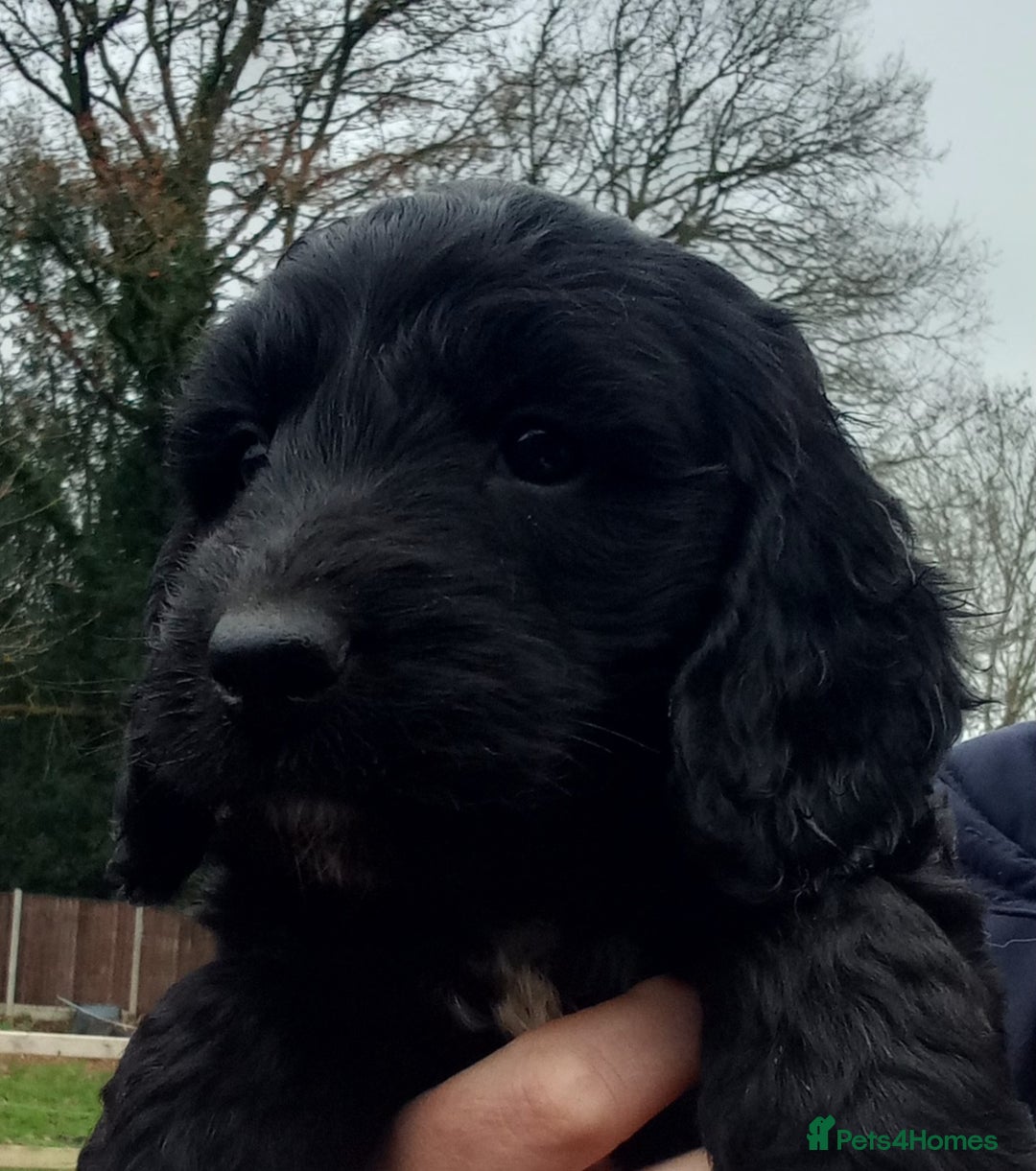 Sproodle dogs for sale: Sproodle pups for sale - Advert 3