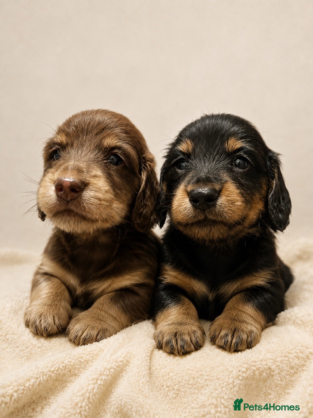Dachshund dogs ❤️ Beautiful Long Haired Dachshund Puppies - Advert 2