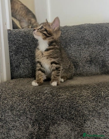 Domestic Shorthair cats Domestic Shorthairs - Tabbies and Ginger babies  - Advert 1