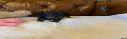 Miniature Dachshund dogs for sale: Adorable kc reg PRA clear miniature dachshunds  - Advert 3