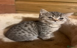British Shorthair cats for sale: Ready now. Beautiful blue British shorthairs  - Image 10