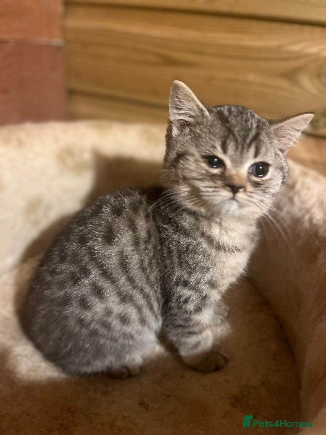 British Shorthair cats for sale: Ready now. Beautiful blue British shorthairs  - Image 10