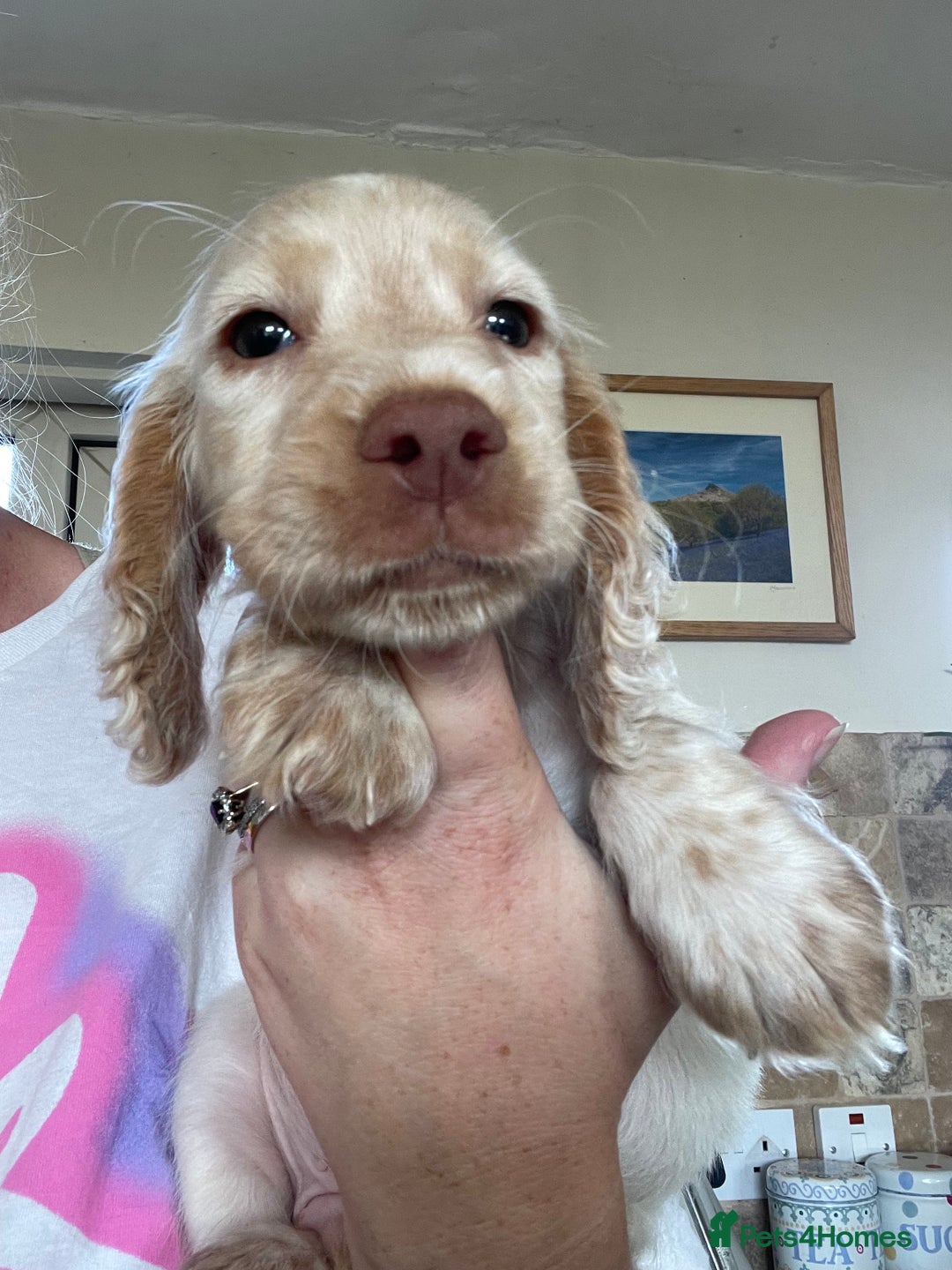 Sprocker dogs for sale: Sprocker cross cocker spaniel puppies  - Image 2