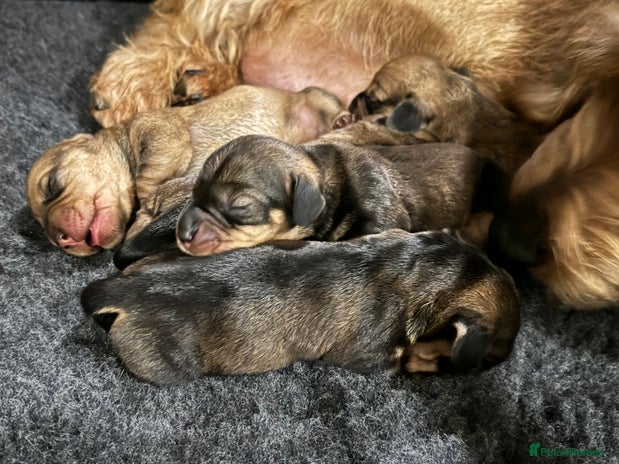 Dachshund dogs - Advert 1