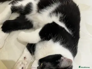 Mixed Breed cats Oreo - Advert 3