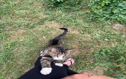 Domestic Shorthair cats for sale: Make Cat, Dj - Image 2