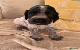 Cocker Spaniel dogs for sale: Show Cocker Spaniel KC reg available on 16 th Sept - Image 19