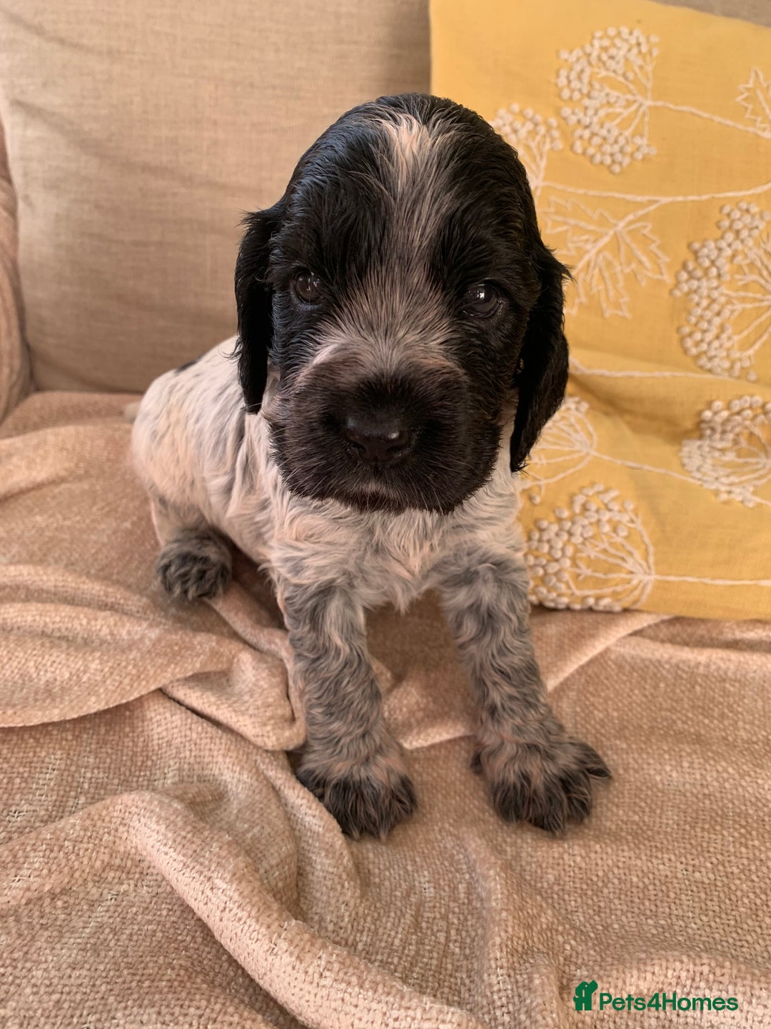 Cocker Spaniel dogs for sale: Show Cocker Spaniel KC reg available on 16 th Sept - Image 19