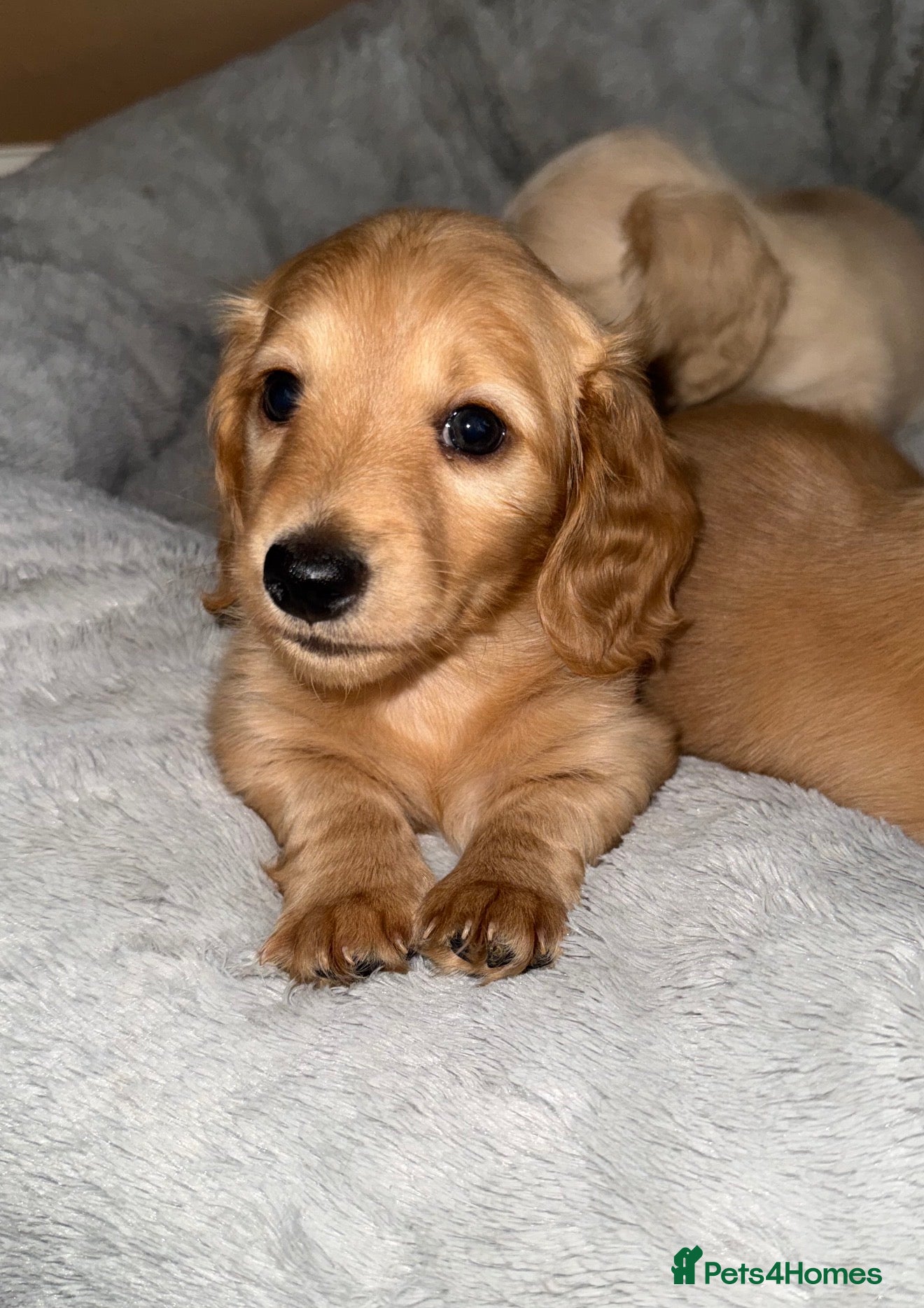 Miniature Dachshund dogs 🧡💛Stunning Longhaired Dachshund Puppies💛🧡 - Advert 5