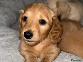Miniature Dachshund dogs 🧡💛Stunning Longhaired Dachshund Puppies💛🧡 - Advert 5
