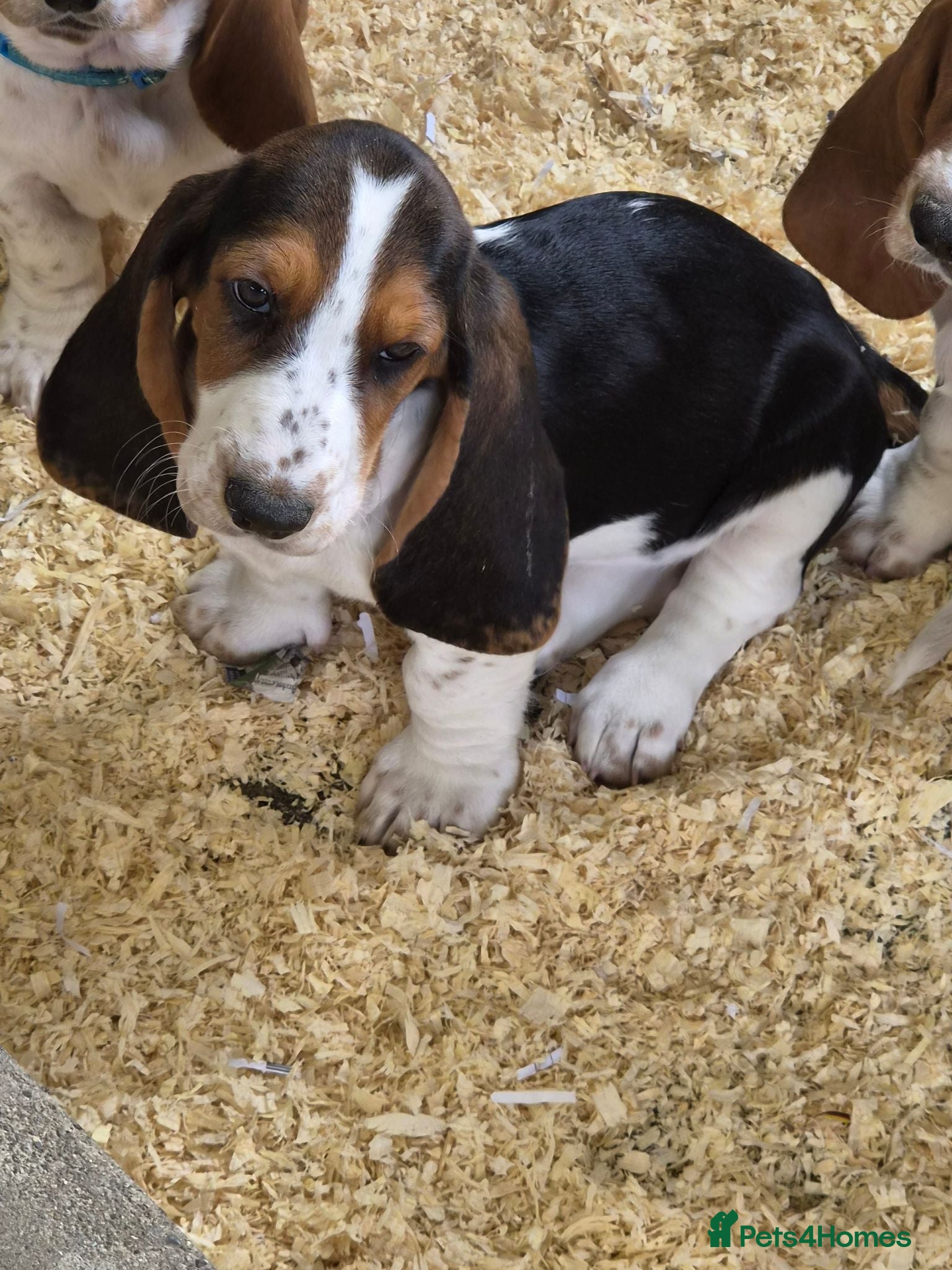 Basset Hound dogs KC BASSET HOUND PUPPIES  - Advert 2
