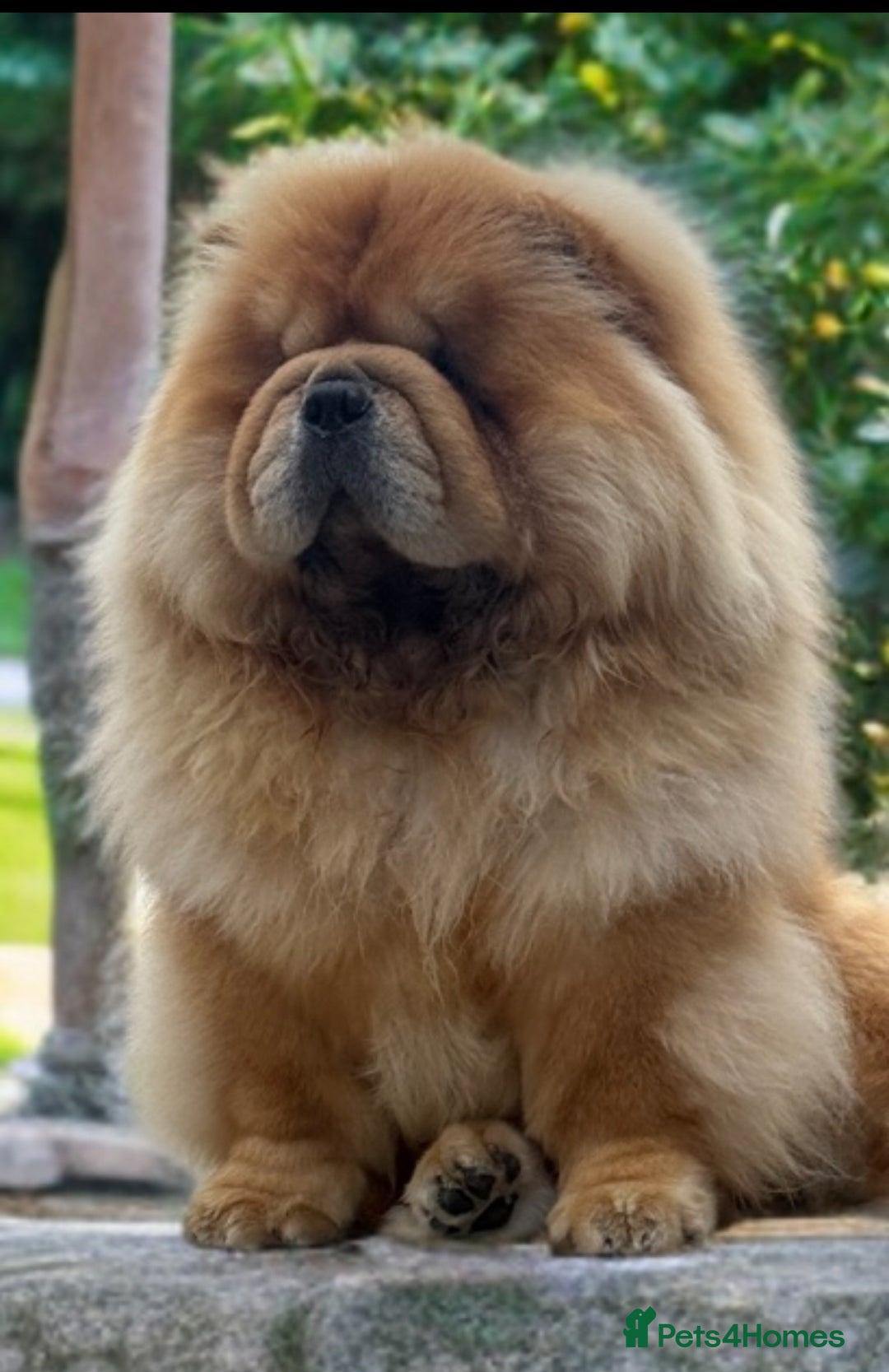 Chow Chow dogs for sale: 🧸🧸Beautiful litter of chow chow puppies🧸🧸 - Image 14