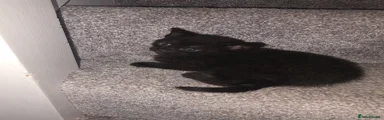 Black kitten