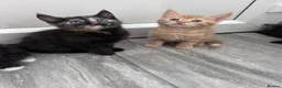 Domestic Shorthair cats for sale: 4 beautiful kittens for sale  in Hatfield - Advert 3