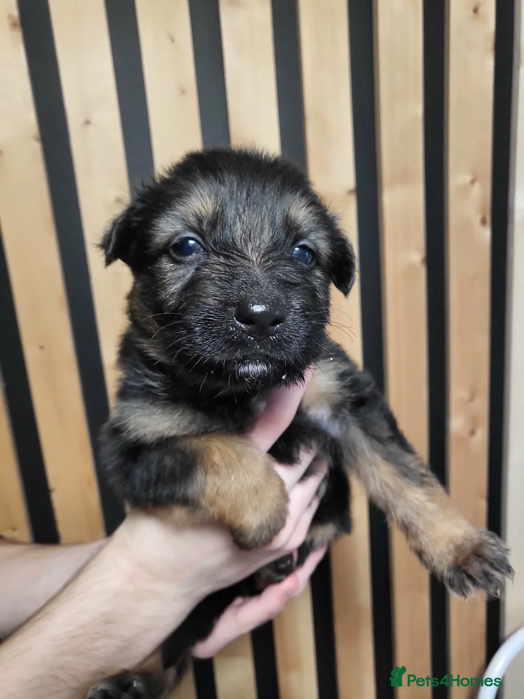German Shepherd dogs for sale: German Shepherd/Alsatian puppies - Advert 30