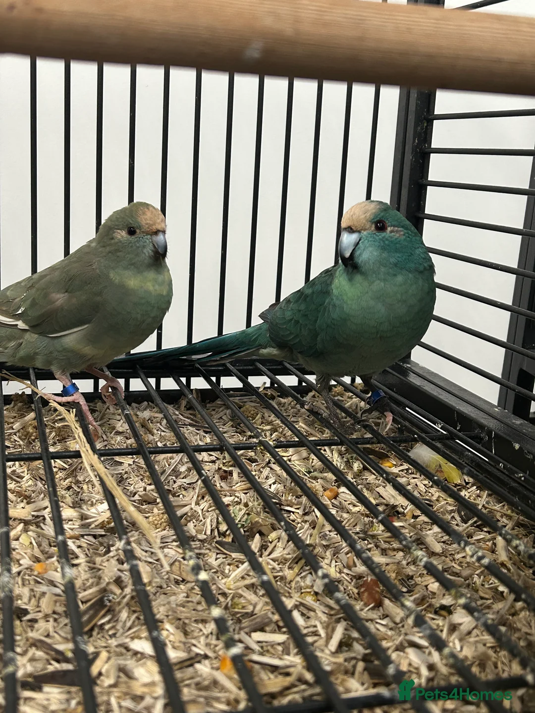 Parakeets birds for sale: Various Stunning Baby Kakarikis  - Advert 4