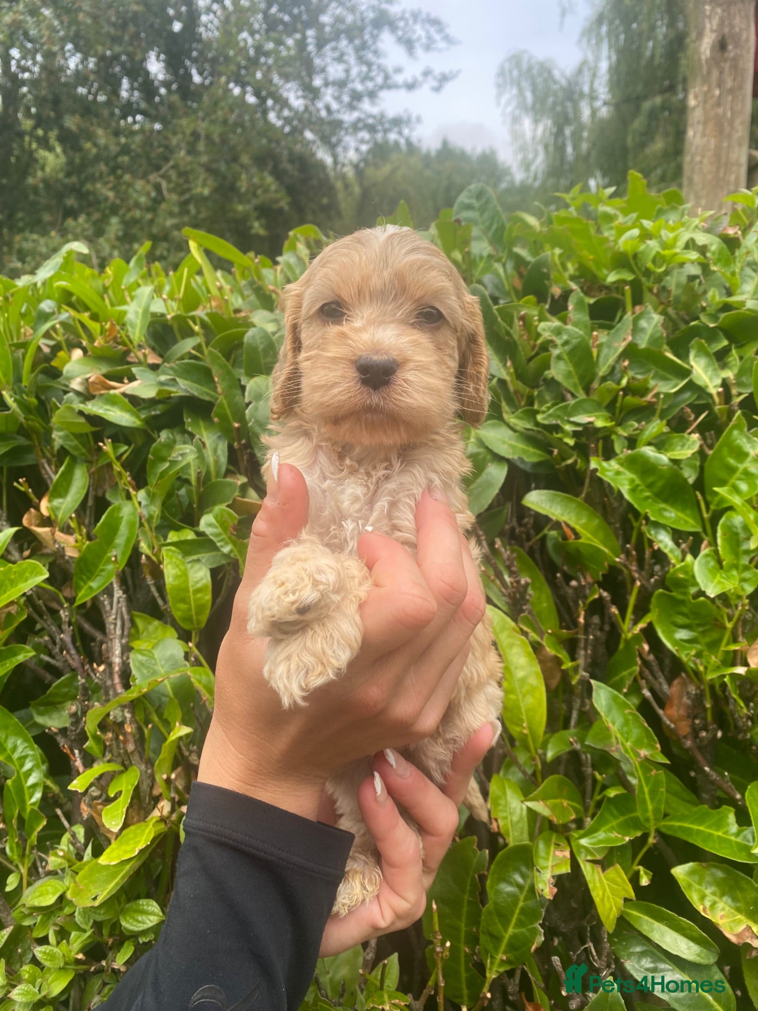 Cockapoo dogs F1 Show Type Merle Cockapoos (RARE) ONLY 3 LEFT - Advert 1