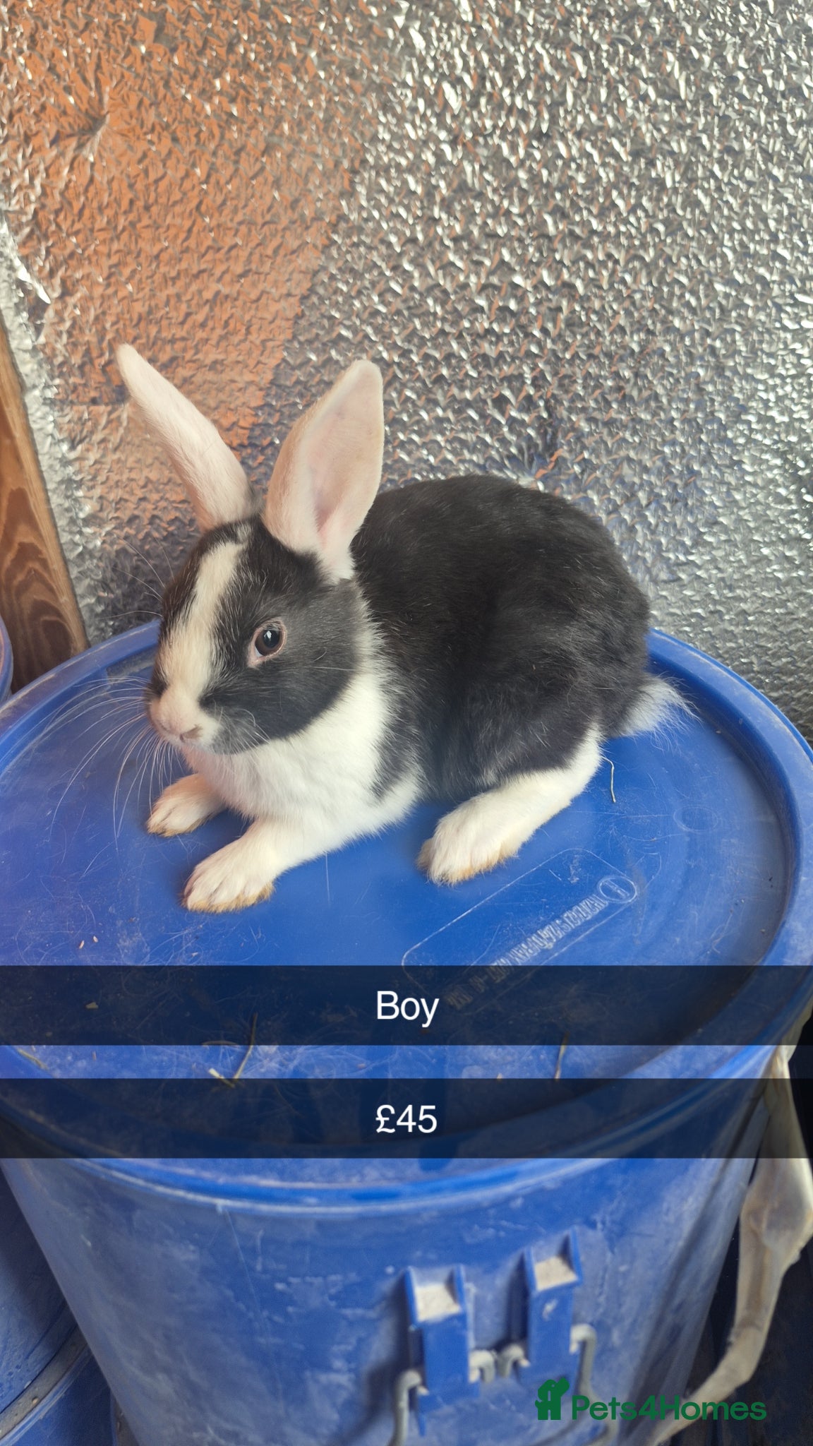 Lionhead rabbits Lionhead Baby Rabbits 8 weeks (Friendly) - Advert 8