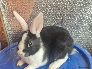 Lionhead rabbits Lionhead Baby Rabbits 8 weeks (Friendly) - Advert 8
