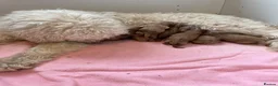 Mini Goldendoodle dogs for sale: Goldendoodle puppies  in Doncaster - Advert 5