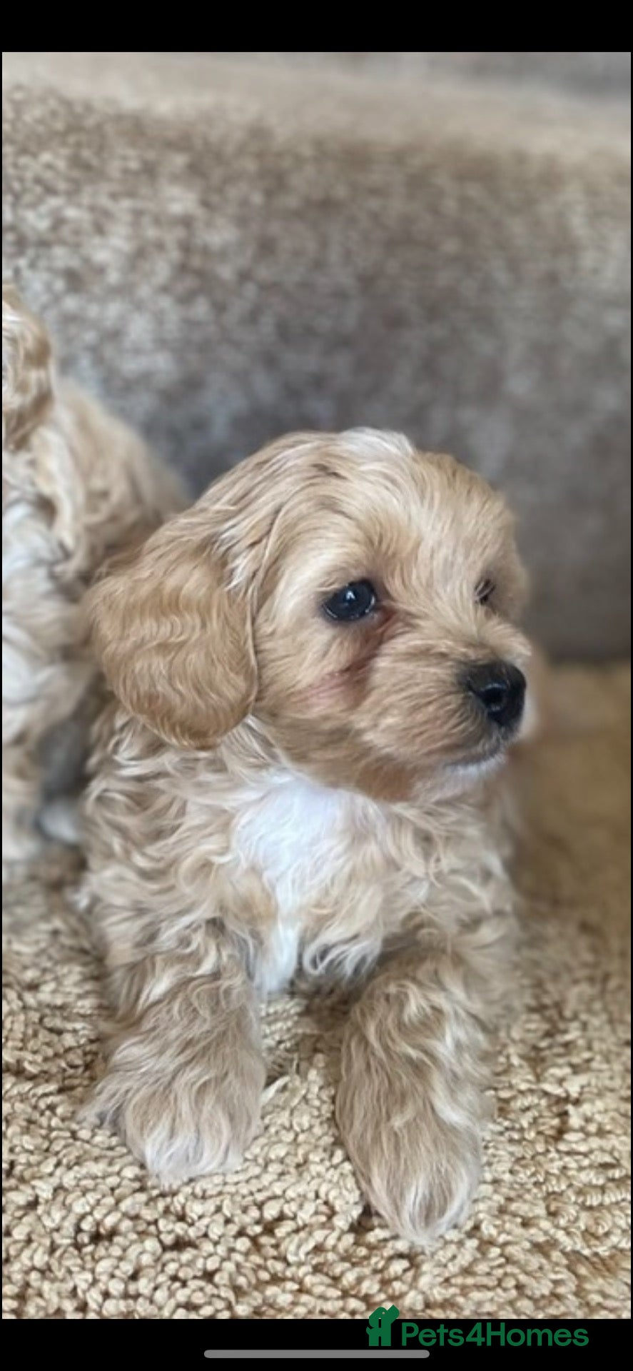 Maltipoo dogs Stunning little Maltipoo male puppies  - Advert 5
