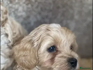 Maltipoo dogs Stunning little Maltipoo male puppies - Advert 5