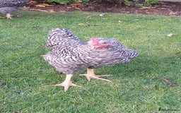 Chickens poultry for sale: Cockerels  green egg gene - Image 1