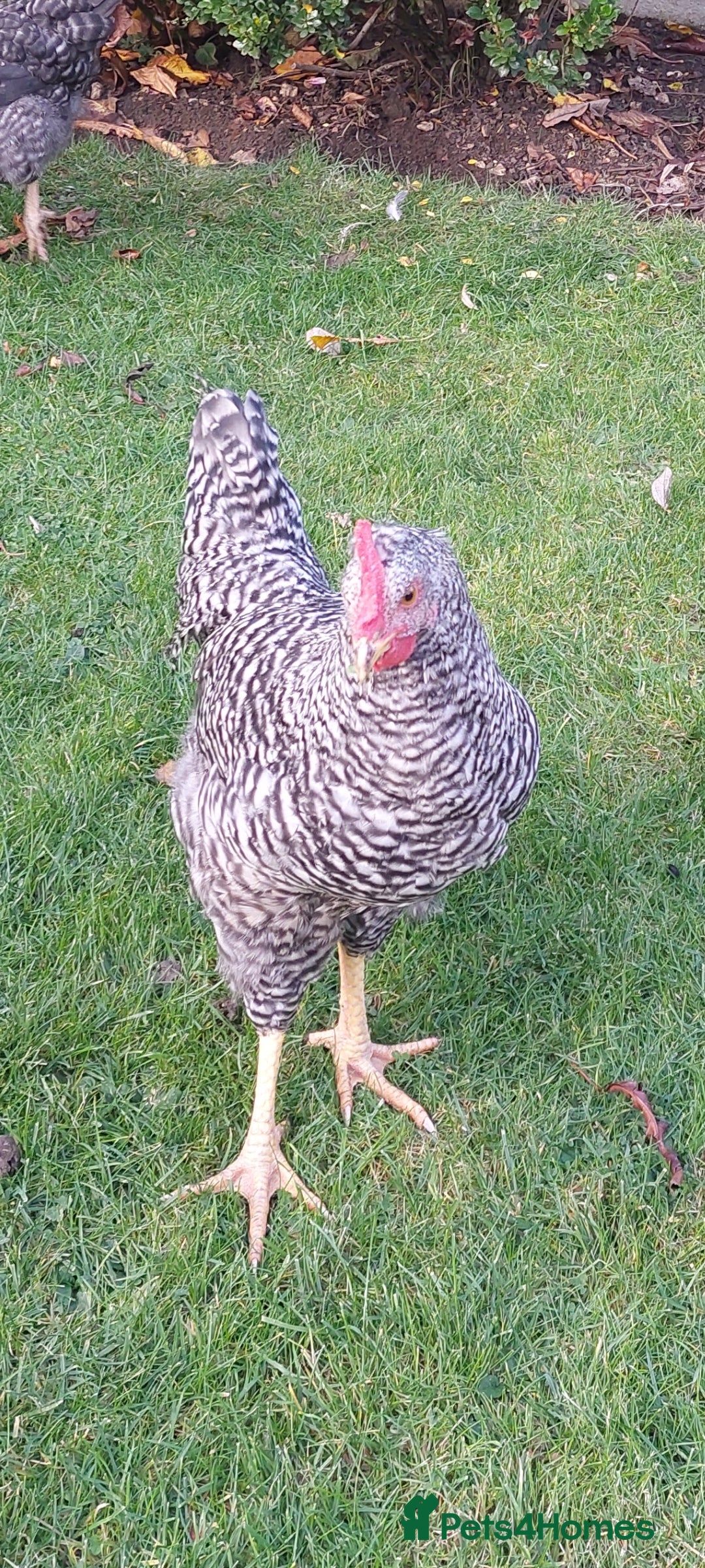 Chickens poultry for sale: Cockerels  green egg gene - Image 1