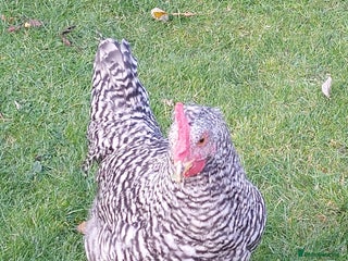 Chickens poultry for sale - Advert 1