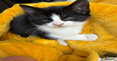 Mixed Breed cats Stunning little kittens  - Advert 13