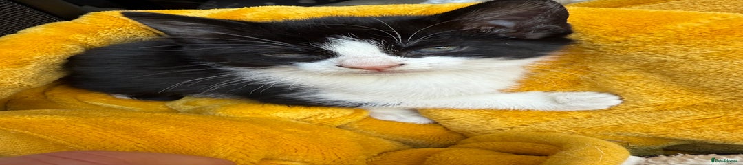 Mixed Breed Kitten 1