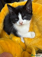 Mixed Breed cats Stunning little kittens - Advert 15