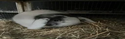 Mixed Breed rabbits for sale: Rabbit - Advert 7