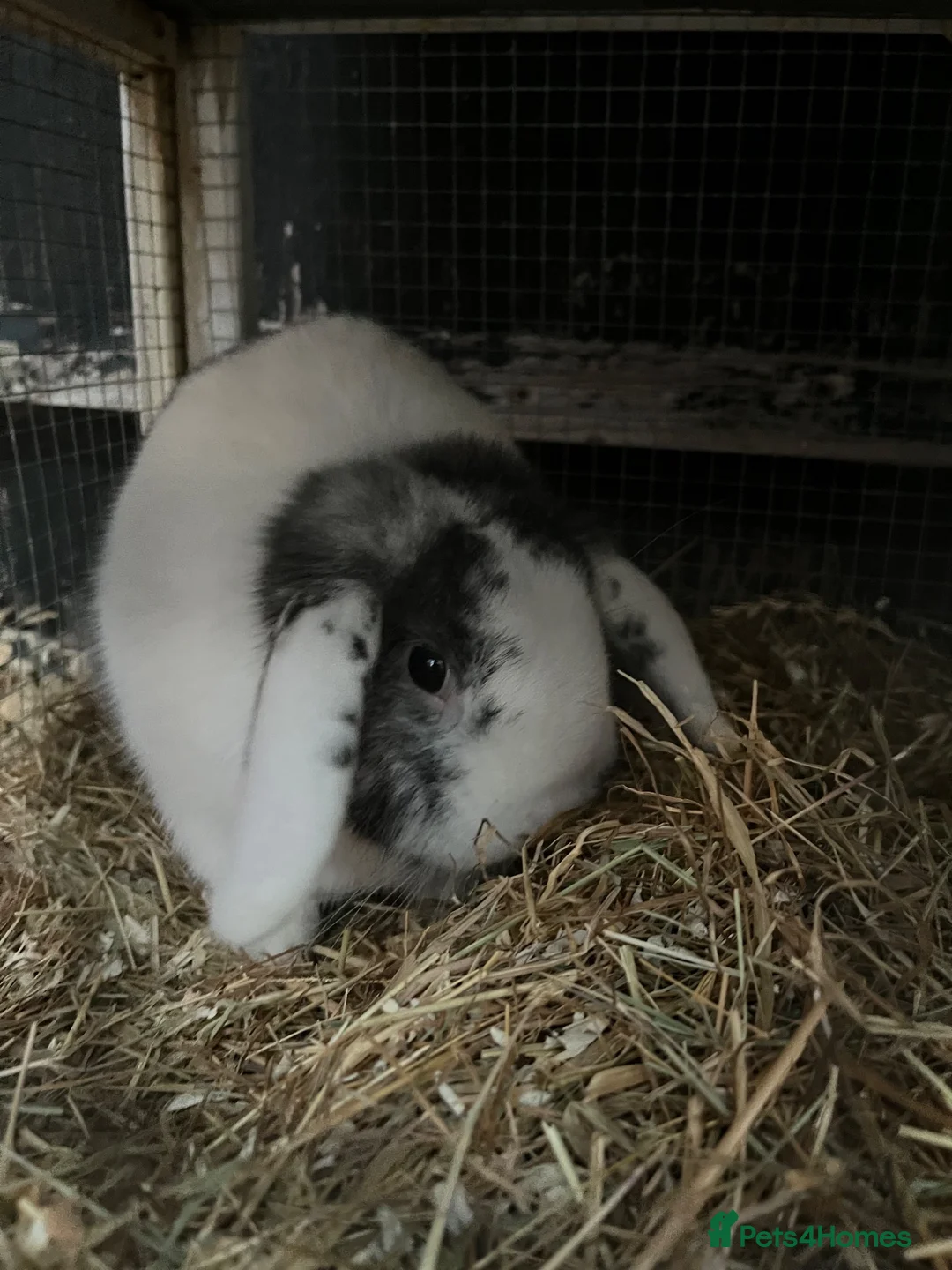 Mixed Breed rabbits for sale: Rabbit - Advert 7
