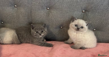 British Shorthair cats - Advert 13