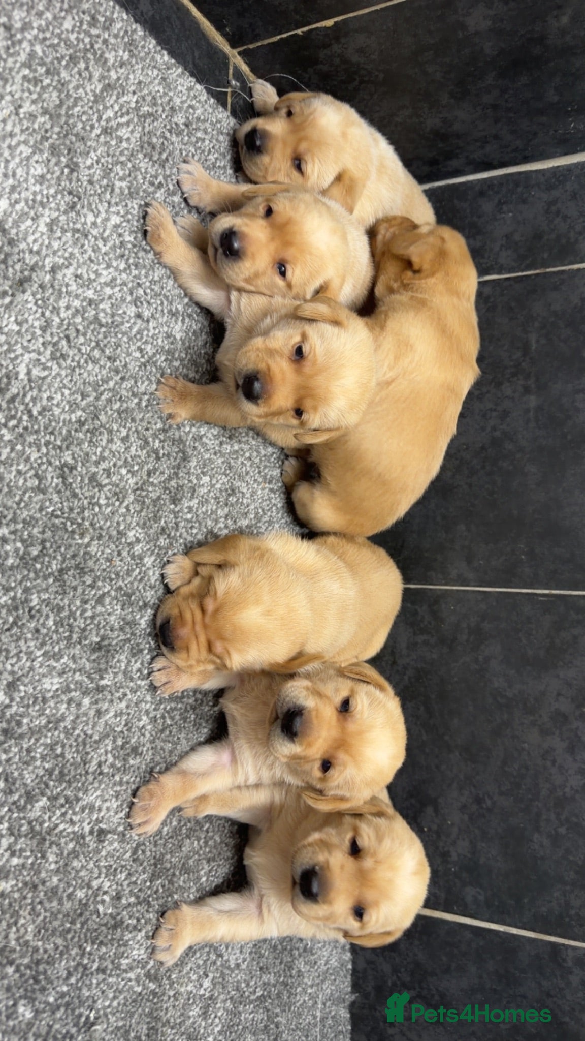 Labrador Retriever dogs Beautiful chunky Labrador pups  - Advert 2