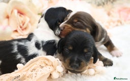 Miniature Dachshund dogs for sale: KC Miniature Dachshund Puppies - Image 17
