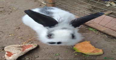 Rex rabbits - Advert 9