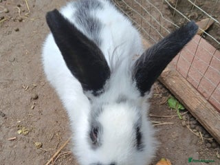 Rex rabbits - Advert 1