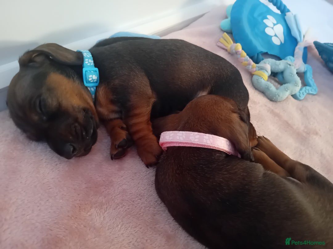 Miniature Dachshund dogs for sale: 3 gorgeous mini Dachshunds - Image 6