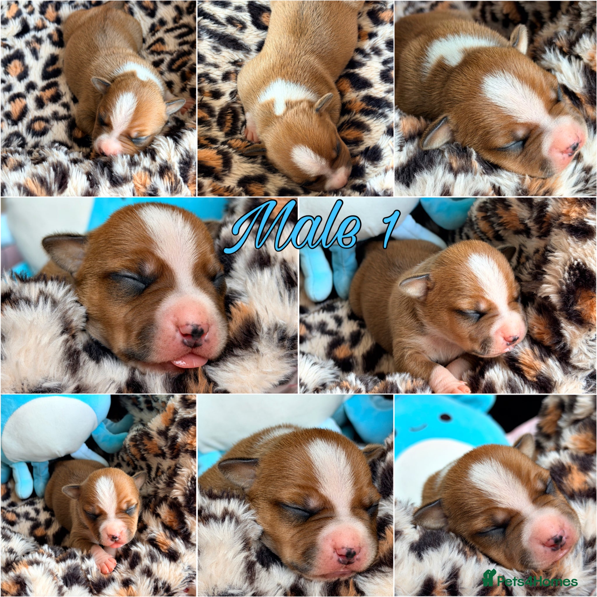 Staffordshire Bull Terrier dogs Staffordshire Bull Terrier Puppies 🐶❤️🐾 🏡  🐶 - Advert 1