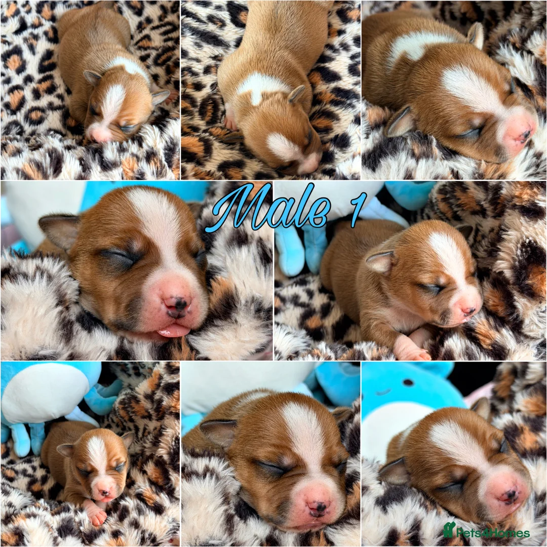 Staffordshire Bull Terrier dogs for sale: Staffordshire Bull Terrier Puppies 🐶❤️🐾 🏡  🐶 - Advert 1