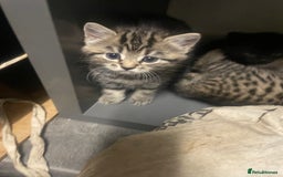 Mixed Breed cats for sale: 4 beautiful kittens ready to leave now - Image 8