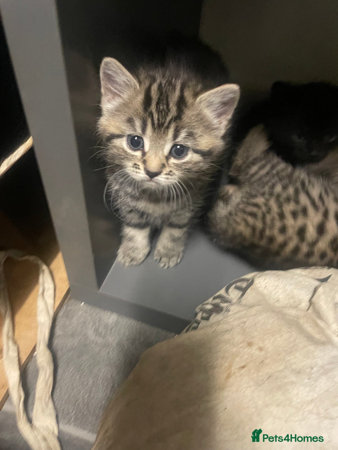 Mixed Breed cats for sale: 4 beautiful kittens ready to leave now - Image 8