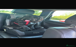 Mixed Breed dogs for sale: Cocker mix - Image 3