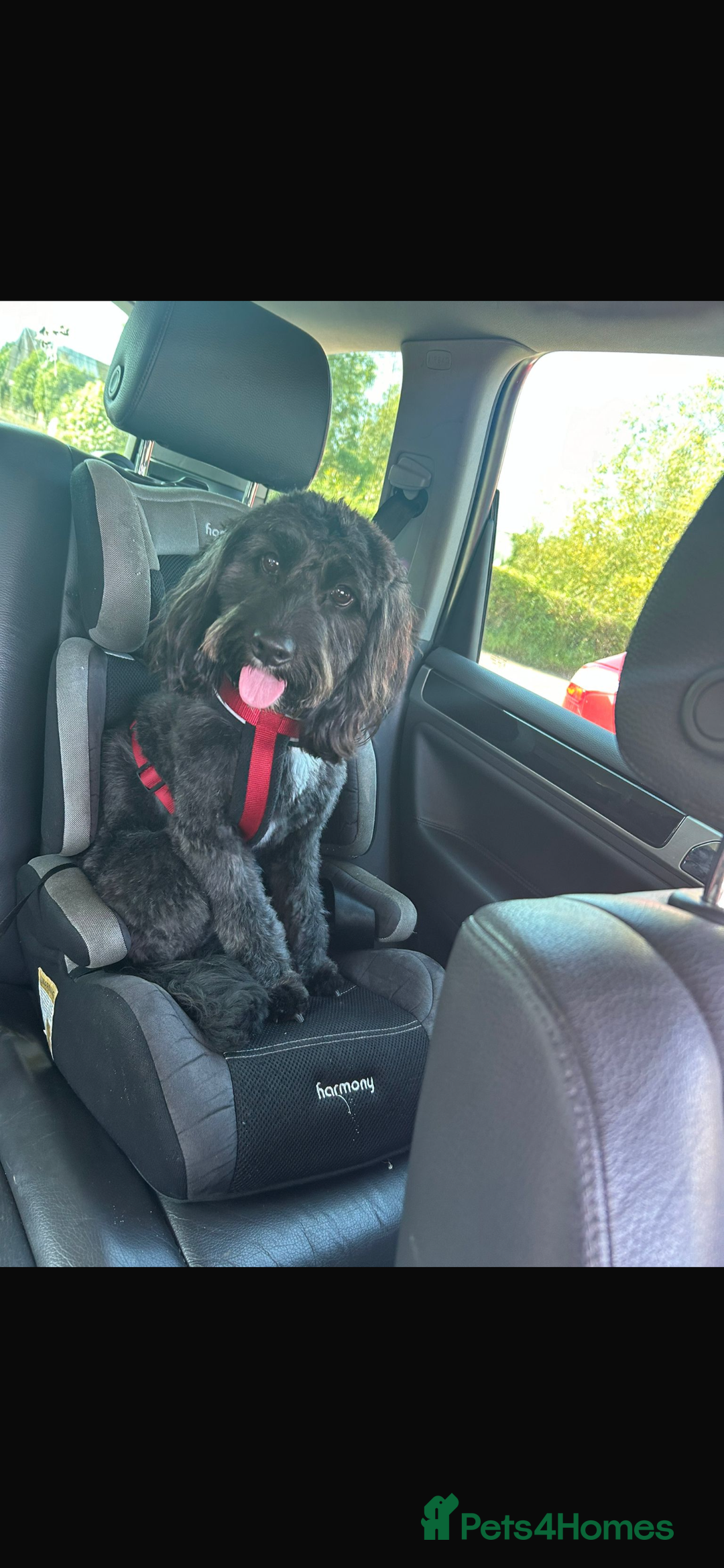 Mixed Breed dogs for sale: Cocker mix - Image 3