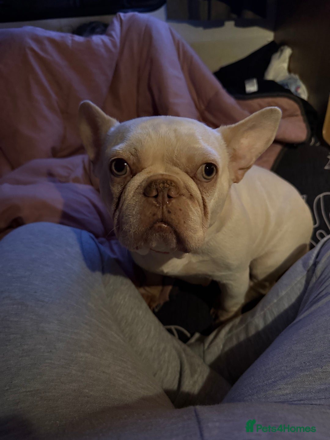 French Bulldog dogs for sale: Kc registered French bulldog - Advert 4