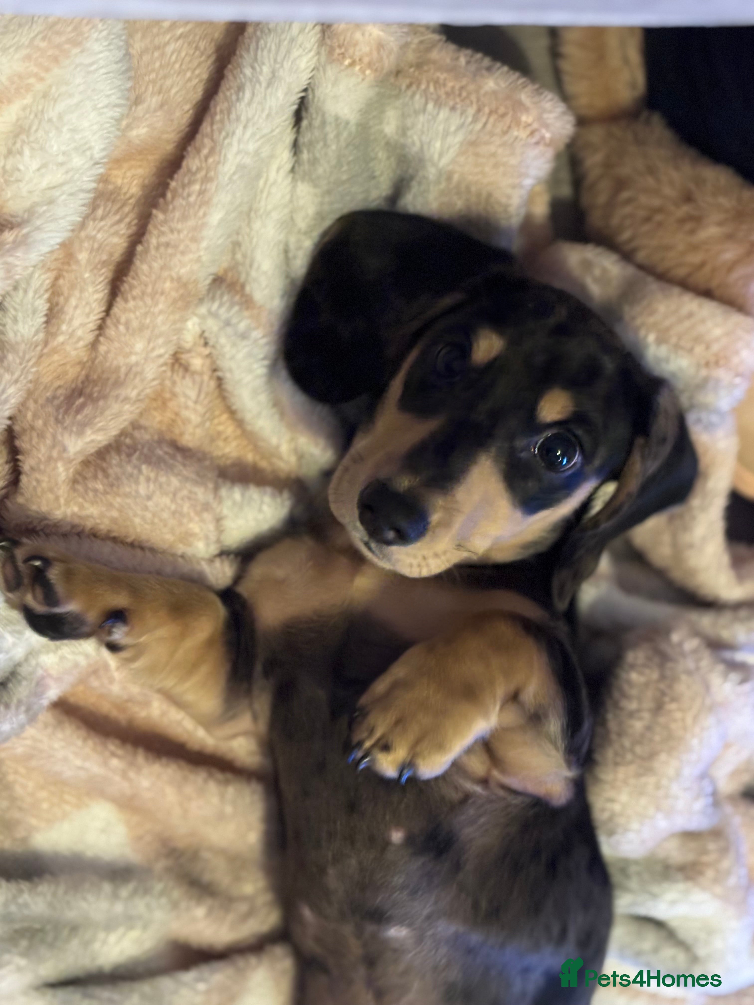 Miniature Dachshund dogs KC Registered Miniature dachshund  - Advert 3