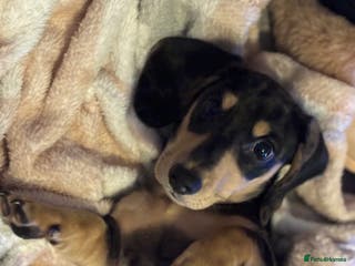 Miniature Dachshund dogs KC Registered Miniature dachshund - Advert 3