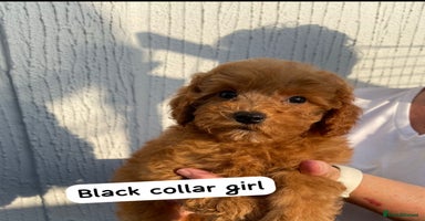 Cavapoochon dogs - Advert 4